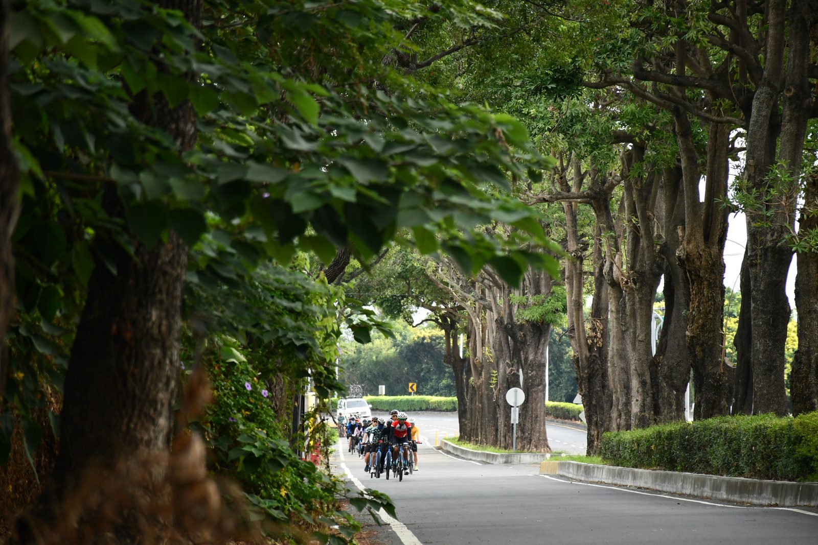 The group riding through a shaded tree-tunnel avenue