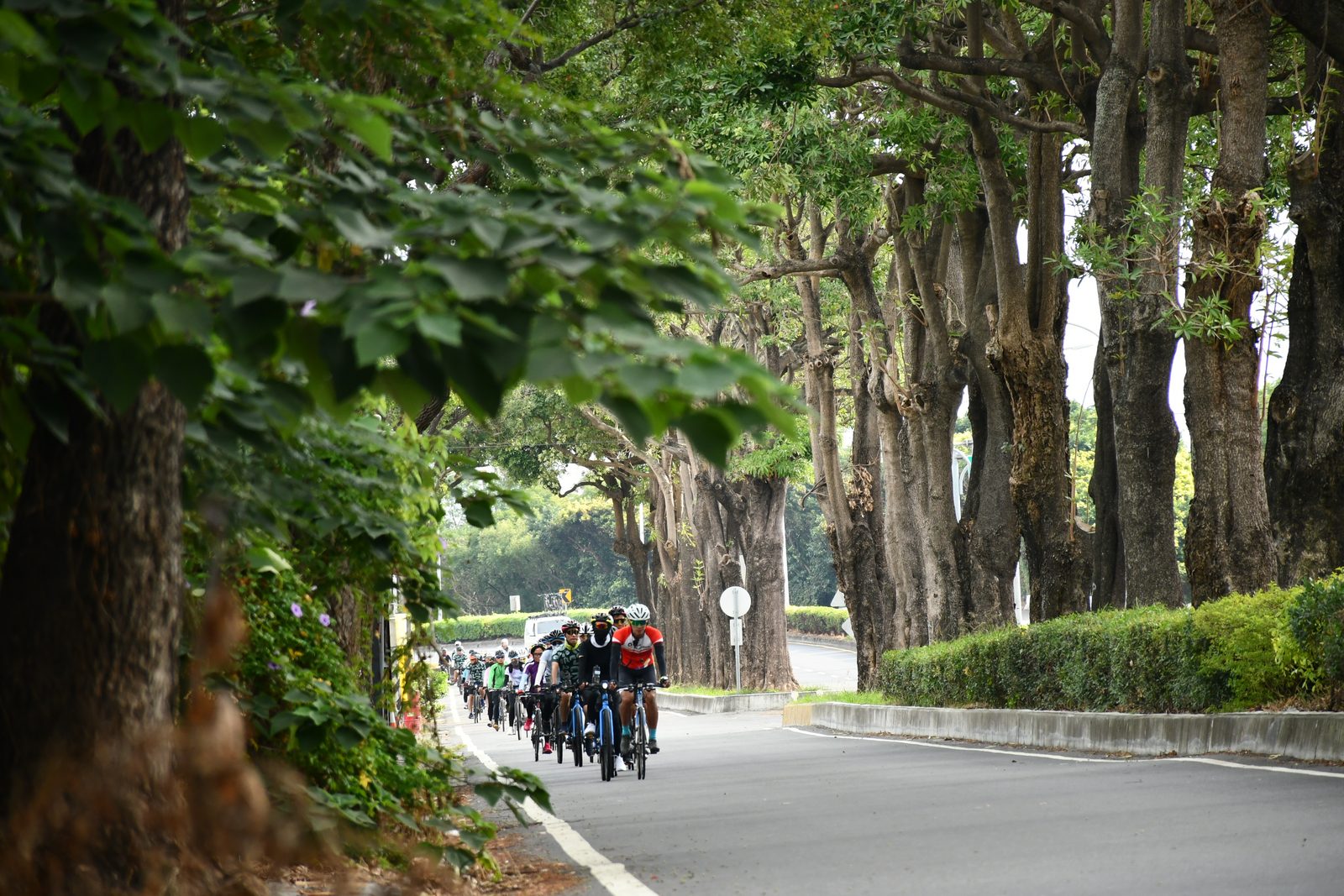 Riders strung out along the tree-lined avenue