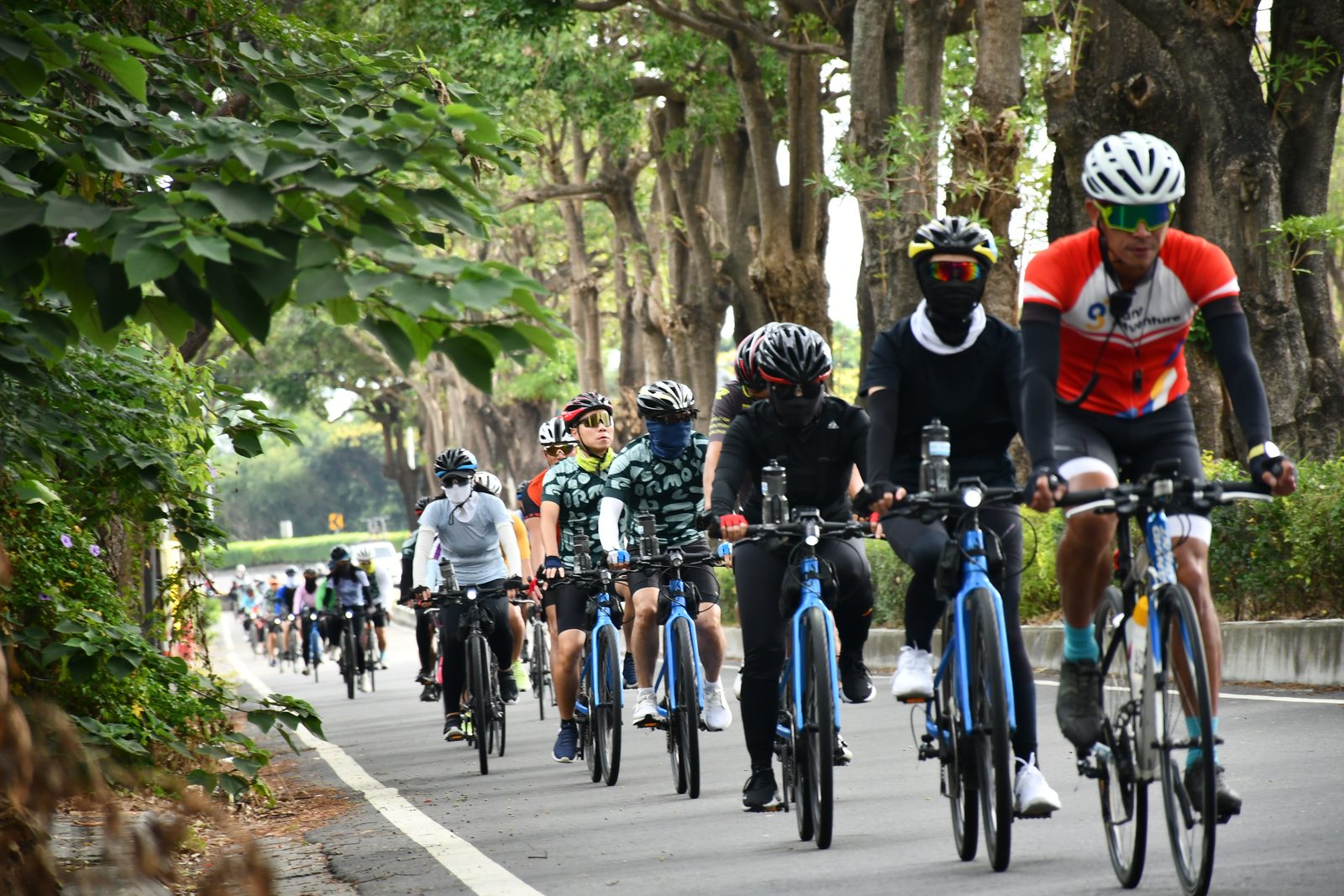 Riders close together under the avenue's canopy