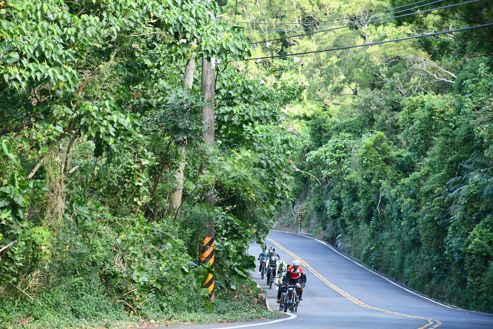 The pack winding along a forested mountain road