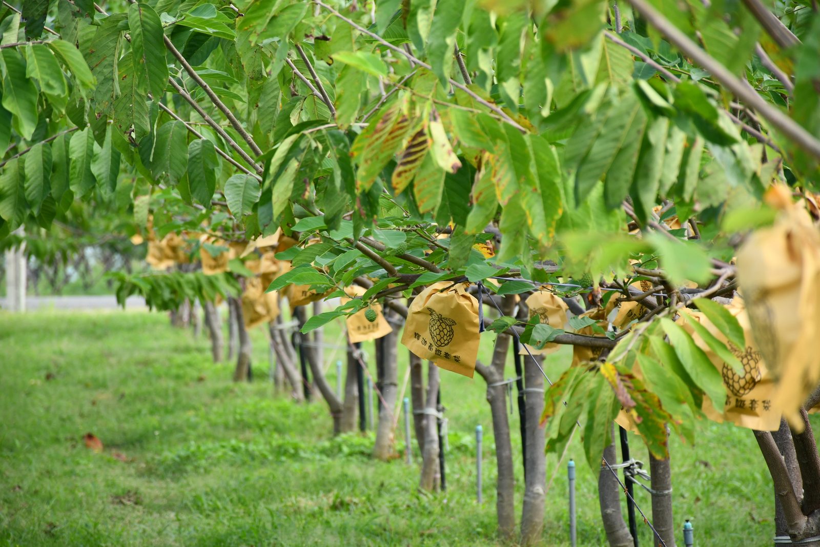 Rows of bagged fruit trees in an orchard