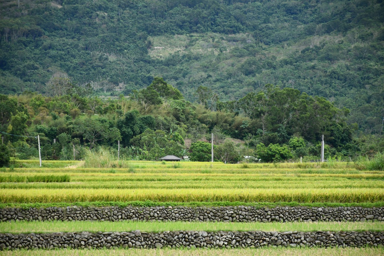 Rice paddies framed by old stone walls