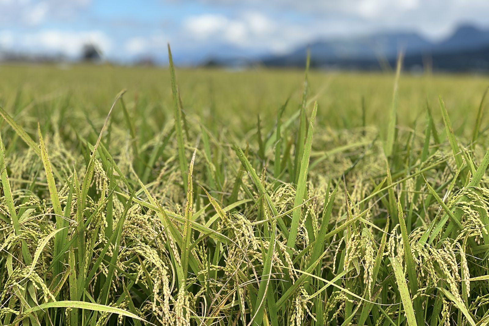 A close look at ripening rice grain