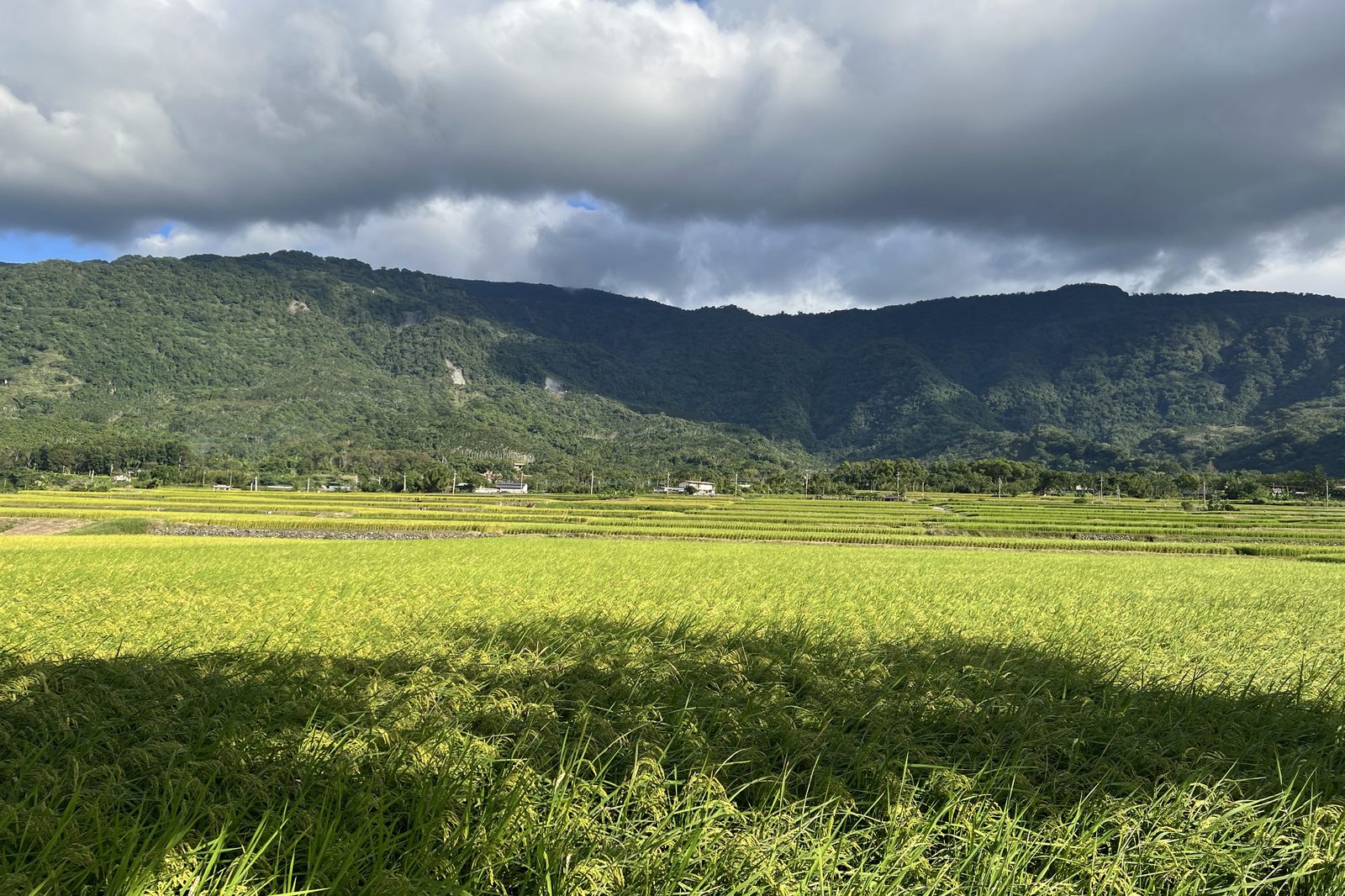Rice paddies stretching toward the mountains