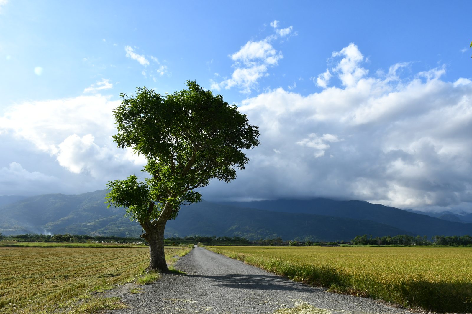 A lone tree beside the rice-field road