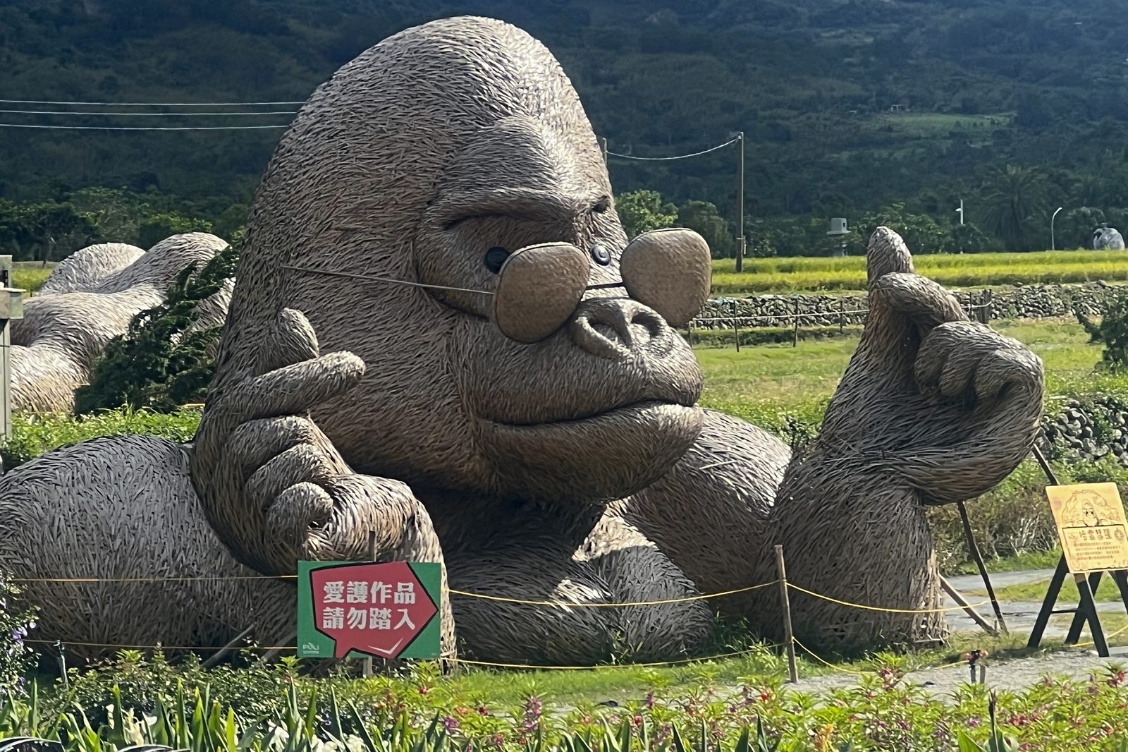 A giant woven gorilla sculpture in the rice fields
