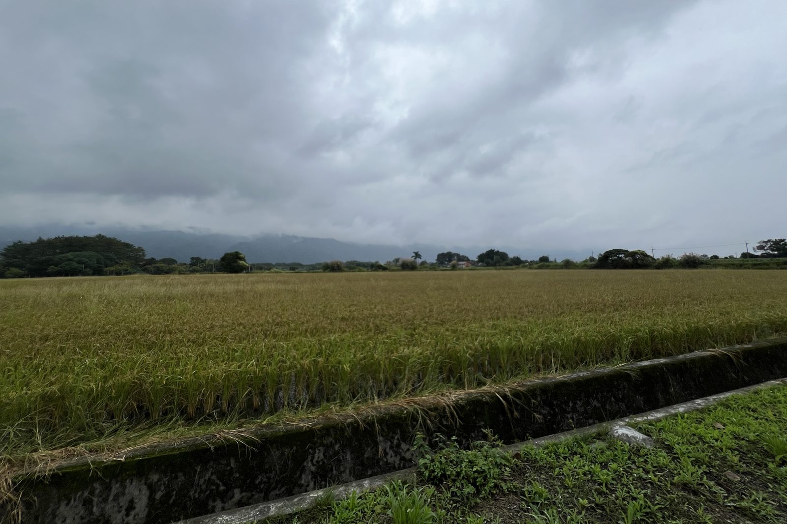 Storm clouds hanging low over the rice paddies