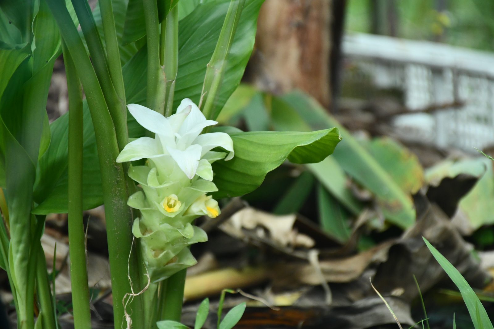 A white ginger flower in bloom